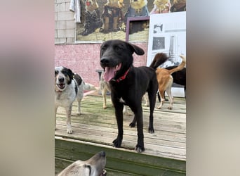 Nero sucht ein Zuhause oder eine Pflegestelle
