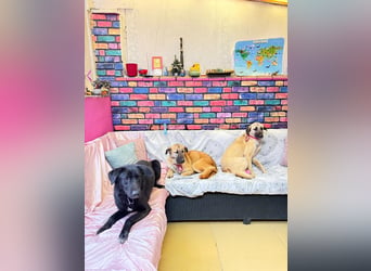 Bambu sucht ein Zuhause oder eine Pflegestelle