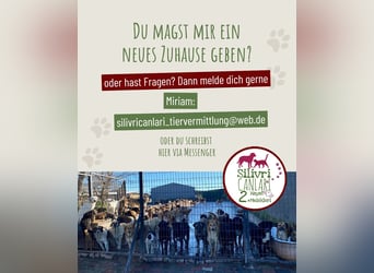 Bisküvi sucht ein Zuhause oder eine Pflegestelle