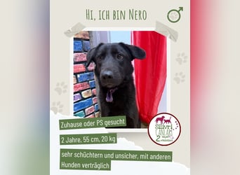 Nero sucht ein Zuhause oder eine Pflegestelle