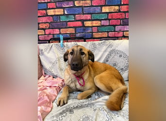 Bambu sucht ein Zuhause oder eine Pflegestelle