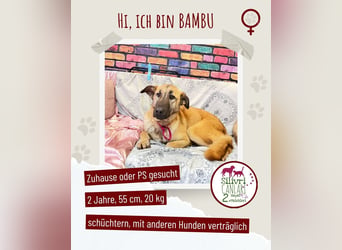 Bambu sucht ein Zuhause oder eine Pflegestelle