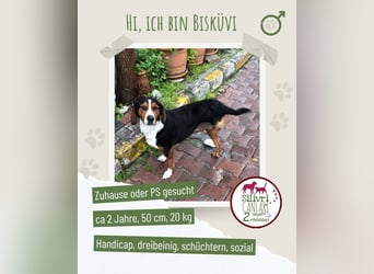 Bisküvi sucht ein Zuhause oder eine Pflegestelle