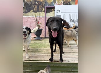 Nero sucht ein Zuhause oder eine Pflegestelle