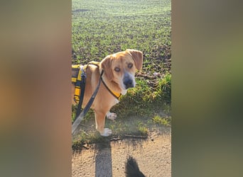 Lebhafte Milk sucht ein Zuhause