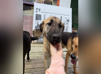 Bambu sucht ein Zuhause oder eine Pflegestelle