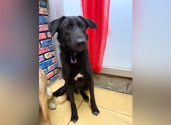 Nero sucht ein Zuhause oder eine Pflegestelle