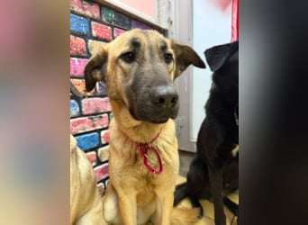 Bambu sucht ein Zuhause oder eine Pflegestelle