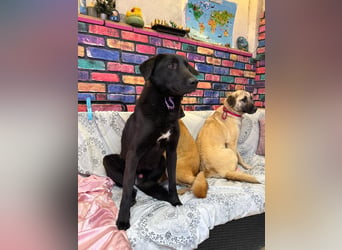 Nero sucht ein Zuhause oder eine Pflegestelle