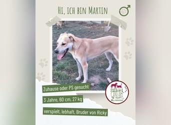 Martin sucht ein Zuhause oder eine Pflegestelle