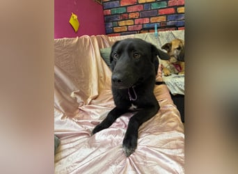 Nero sucht ein Zuhause oder eine Pflegestelle