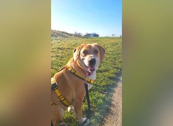 Lebhafte Milk sucht ein Zuhause