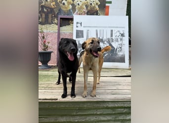 Bambu sucht ein Zuhause oder eine Pflegestelle