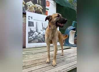 Bambu sucht ein Zuhause oder eine Pflegestelle