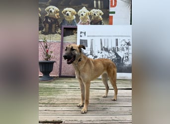 Bambu sucht ein Zuhause oder eine Pflegestelle