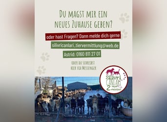 Nero sucht ein Zuhause oder eine Pflegestelle