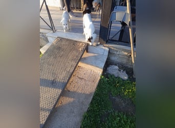 Aponi sucht ihr Für-immer-Zuhause