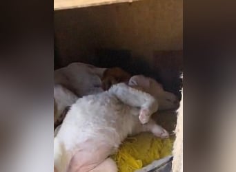 Aponi wünscht sich ein kuscheliges Körbchen