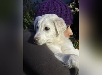 Otis – ein kleiner Sonnenschein auf der Suche nach einem Zuhause