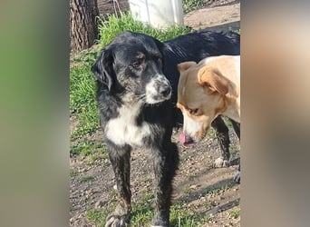Black, der sanfte Herzenshund sucht Menschen, die ihm Zeit zum Vertrauen geben