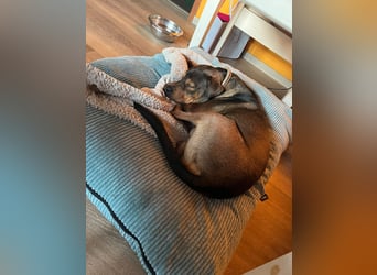 Junghund Charly sucht endlich die richtigen Menschen für den Neuanfang (auf PS in Alsfeld)