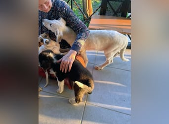 Angel-ein Engel sucht seinen Wirkungskreis