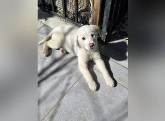 Aponi sucht ihr Für-immer-Zuhause