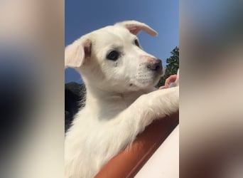 Otis – ein kleiner Sonnenschein auf der Suche nach einem Zuhause