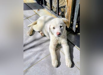 Aponi sucht ihr Für-immer-Zuhause