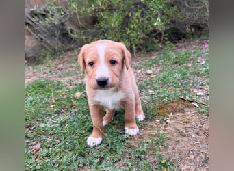 Romolo – der kleine Überlebenskämpfer aus Sizilien sucht sein Zuhause