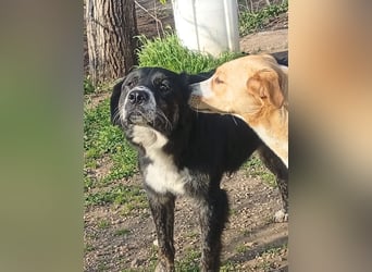 Black, der sanfte Herzenshund sucht Menschen, die ihm Zeit zum Vertrauen geben
