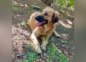 Luna – gib ihr Zeit und sie schenkt dir ihr Herz