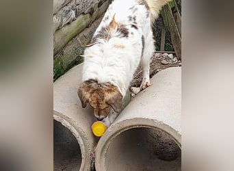 Ephegenia, eine Traumhündin möchte ankommen