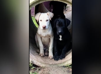 Asher – Ein sensibler Schatz, der mit Geduld aufblüht