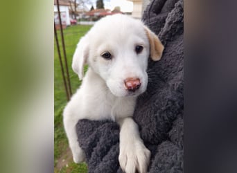 Aponi sucht ihr Für-immer-Zuhause