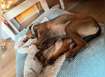 Junghund Charly sucht endlich die richtigen Menschen für den Neuanfang (auf PS in Alsfeld)