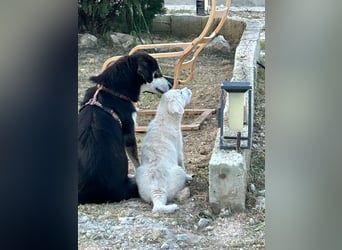 SOPHIA – die sanfte Hündin mit großem Herz sucht ihre Lieblingsmenschen