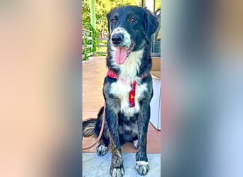 Black, der sanfte Herzenshund sucht Menschen, die ihm Zeit zum Vertrauen geben