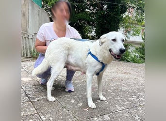 Bonnie - Ein Herz auf vier Pfoten, eine Traumhündin für jung und alt