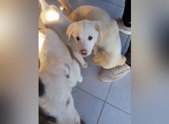 Aponi sucht ihr Für-immer-Zuhause