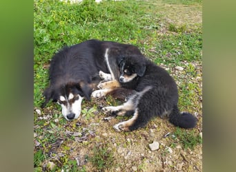 SOPHIA – die sanfte Hündin mit großem Herz sucht ihre Lieblingsmenschen