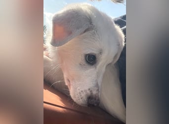 Otis – ein kleiner Sonnenschein auf der Suche nach einem Zuhause