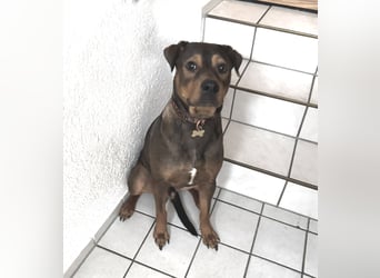 Junghund Charly sucht endlich die richtigen Menschen für den Neuanfang (auf PS in Alsfeld)