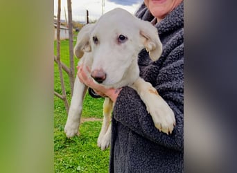 Angel-ein Engel sucht seinen Wirkungskreis