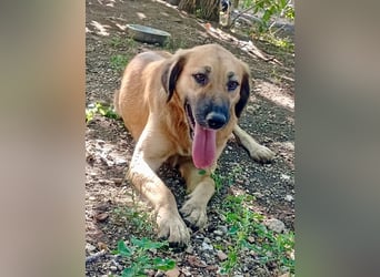 Luna – gib ihr Zeit und sie schenkt dir ihr Herz