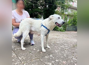 Bonnie - Ein Herz auf vier Pfoten, eine Traumhündin für jung und alt
