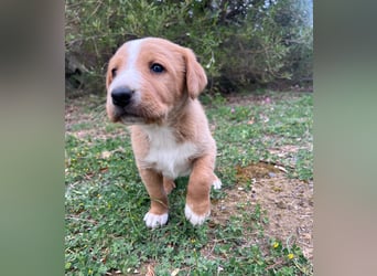 Romolo – der kleine Überlebenskämpfer aus Sizilien sucht sein Zuhause