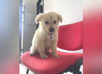 Franz – junger Mischlingswelpe, sozial & verspielt, ca. mittelgroß werdend