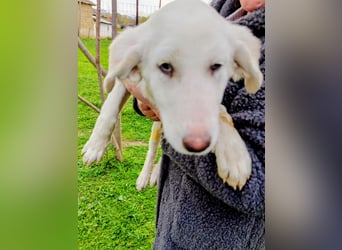 Angel-ein Engel sucht seinen Wirkungskreis