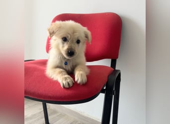 Franz – junger Mischlingswelpe, sozial & verspielt, ca. mittelgroß werdend